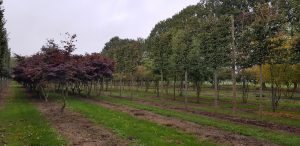 Genus Plant Sourcing, Holland