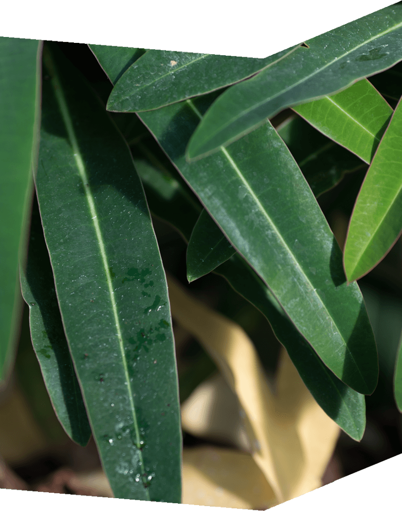 Genus Plant