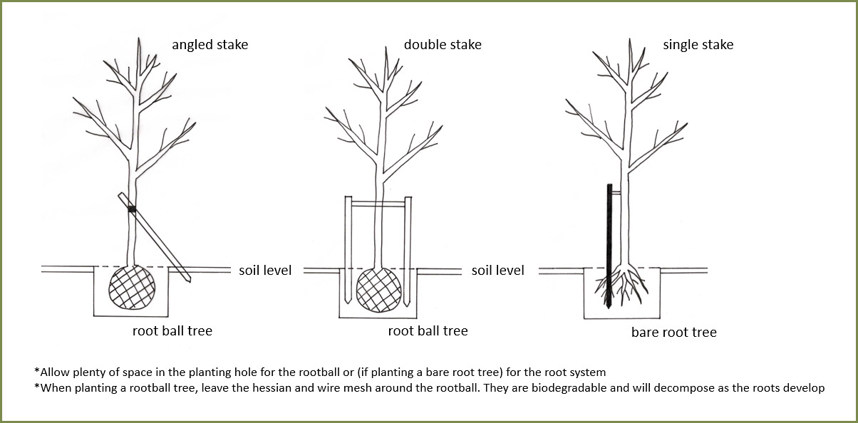 Successful Planting - Genus Plant Sourcing