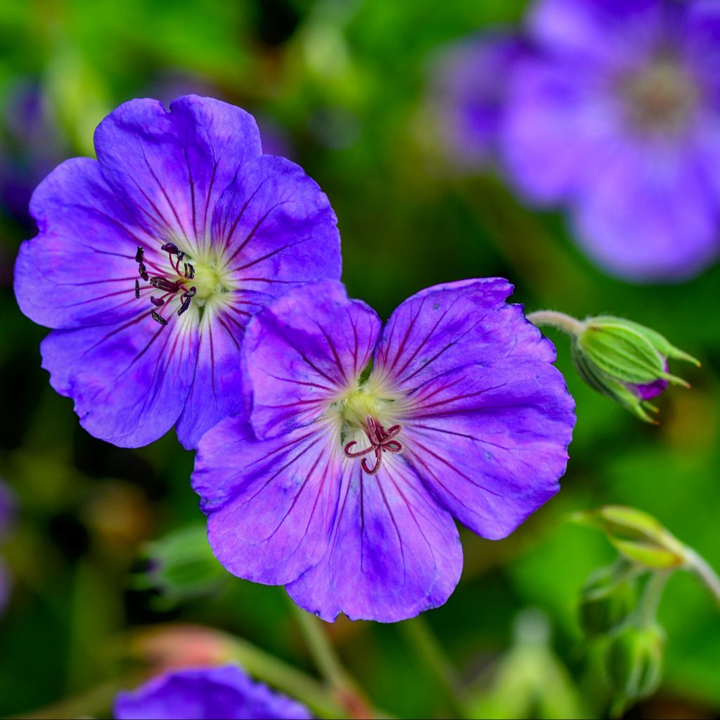 Top 25 Perennials Genus Plant Sourcing