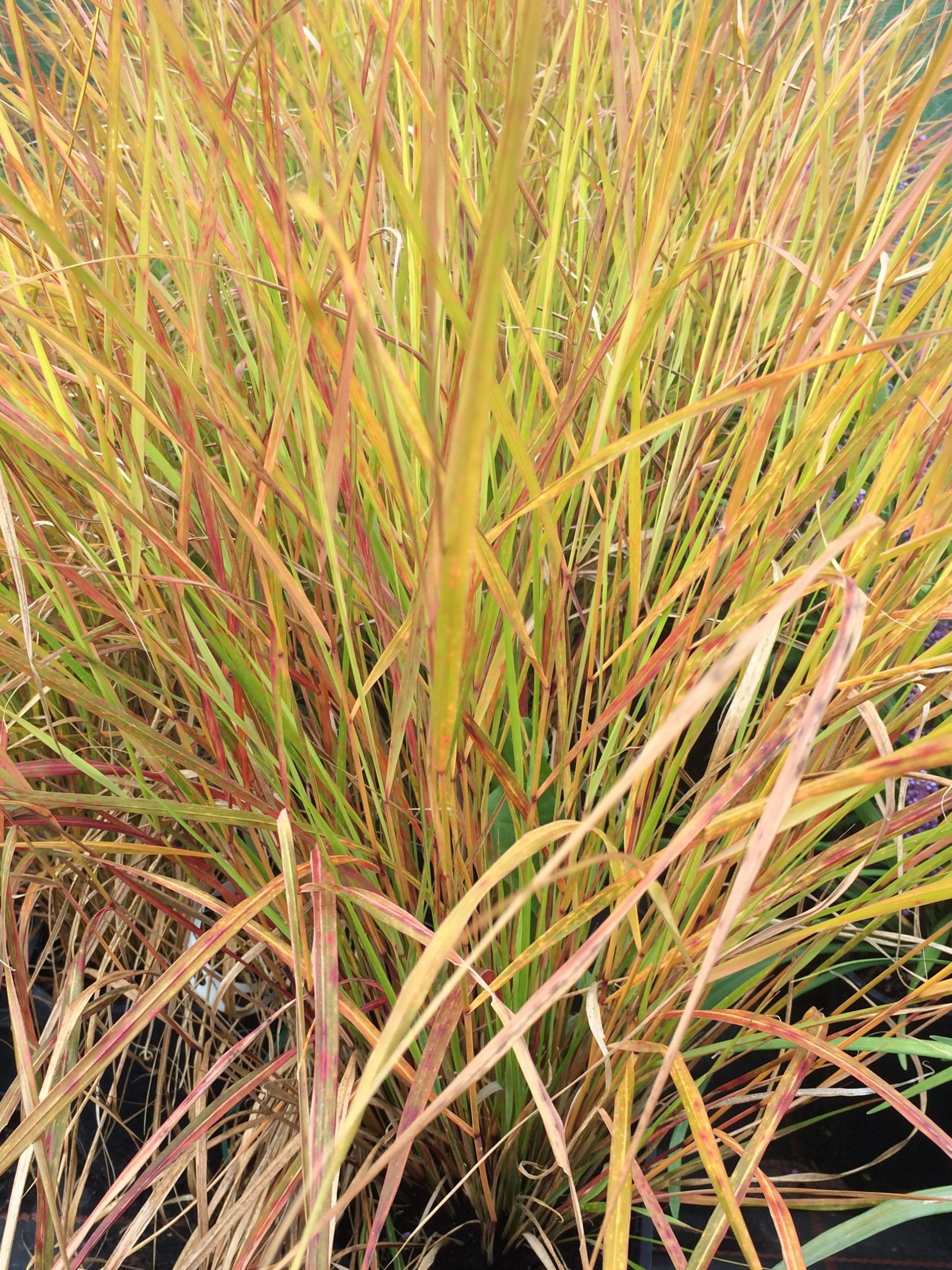 Top 10 Grasses - Genus Plant Sourcing